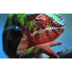 Epson EH-TW7100 4K PRO-UHD Projector - Remarkable Clarity and High Performance | V11H959040